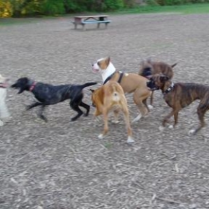 London Boxer Bash  at off leash park - 2