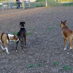London Boxer Bash  at off leash park - 3