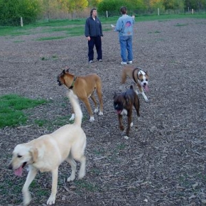 London Boxer Bash  at off leash park -4