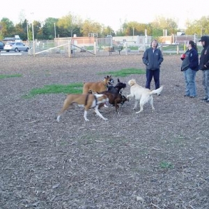 London Boxer Bash  at off leash park - 6