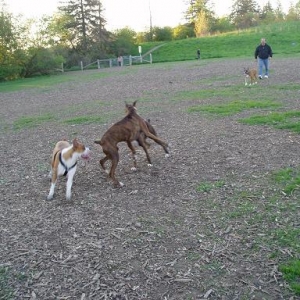 London Boxer Bash  at off leash park - 5