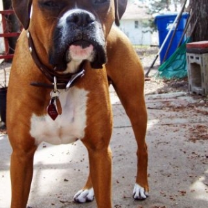 Zeus enjoying outside