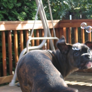 More Bubbles