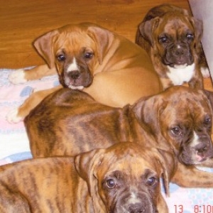 8 1/2 week old puppies