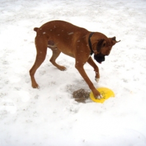 Cyrus Snow