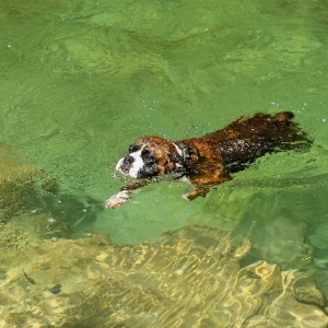 Coming ashore