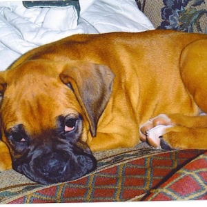 bussleeping