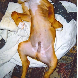 laidout