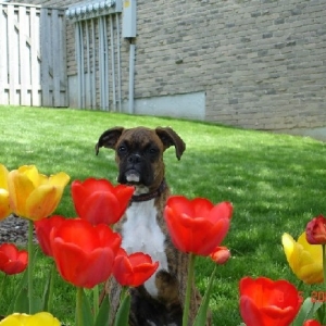 Mischa Admiring the tulips