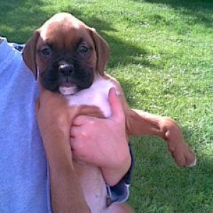 Bruce-Willis Age 7 wks