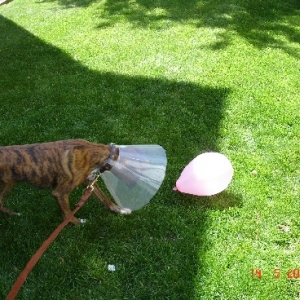 Baloon