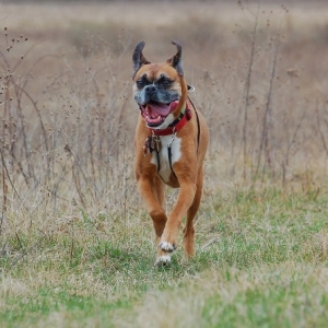 Just Luv to Run !