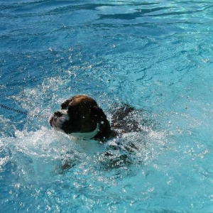 Henri in pool