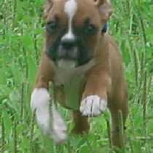 jack caught in action