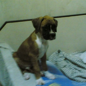 My very first night with tazz