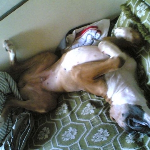 The way tazz likes to  sleep :-)