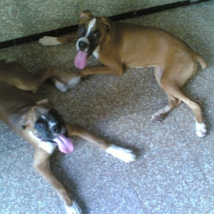 Tazz and his gf,bullet.