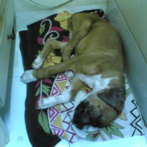 Tazz sleeping.