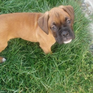 Checking out his new grass!