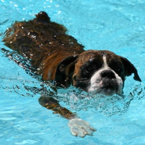 Paddle
