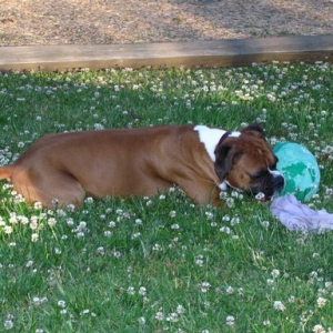 Everything's comin' up daisies, uh, I mean clovers