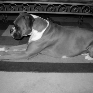 His royal majesty