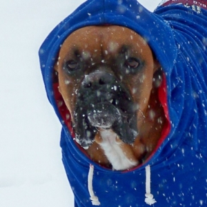 Lennox playing in the snow