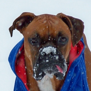 Lennox eating snow