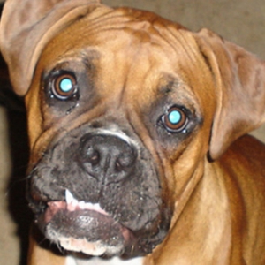 Snaggle-Tooth