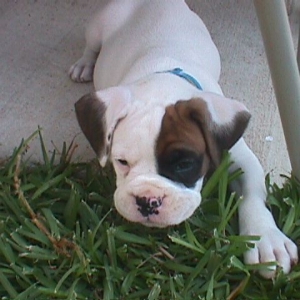 Vince