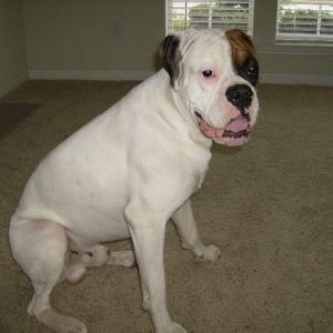 vince 1 year old