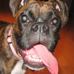 Tongue!
