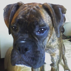 molly1