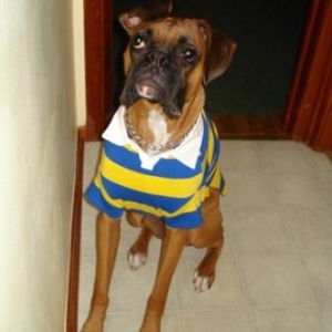 Preppy Brutus