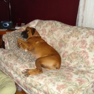 who needs a dog bed when i have my dads pillow...!!
