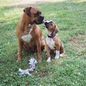 Jesse_Scooter_Small_