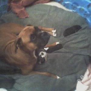 Harley