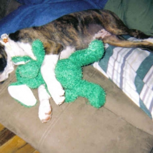 sleeping with elephant