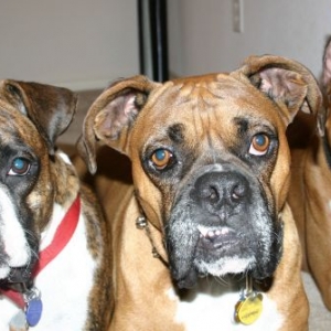 Molly,Mack&Ranger