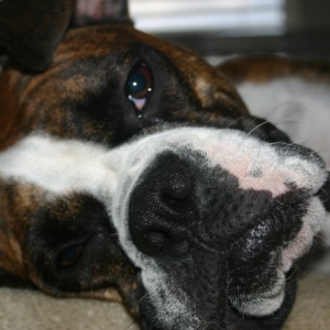 Lazy Molly