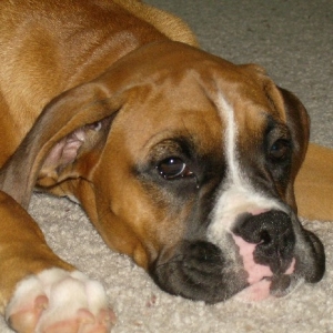 Joli tired