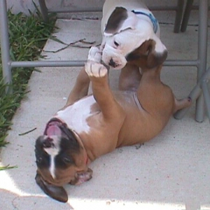 Vince and Joli