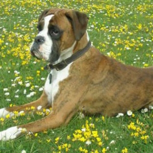 Smelling the Daisies