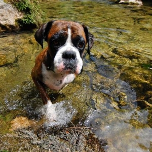 Henri