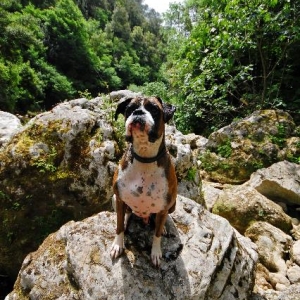Lookout