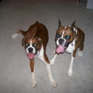 zoeigh and her buddy breck