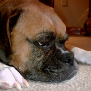 Daisy Dutchess