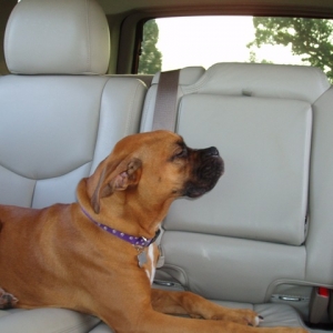 Daisy luvs the wind in her face!