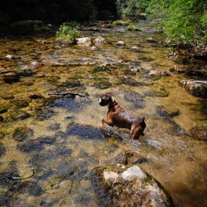 Pointer impression