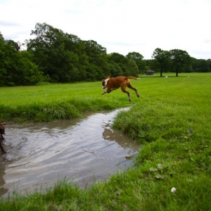 Ruby leaping, Harry still looking